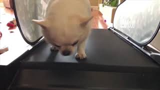 Chubby Chihuahua takes on the dreadmill