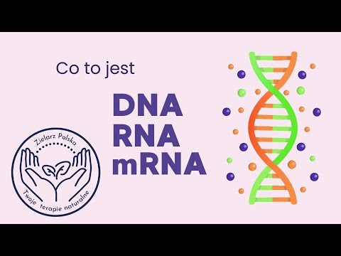 Wideo: Co to jest DNA lub RNA?
