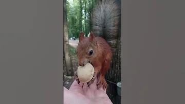 Белка, которая умеет прыгать / A squirrel that can jump