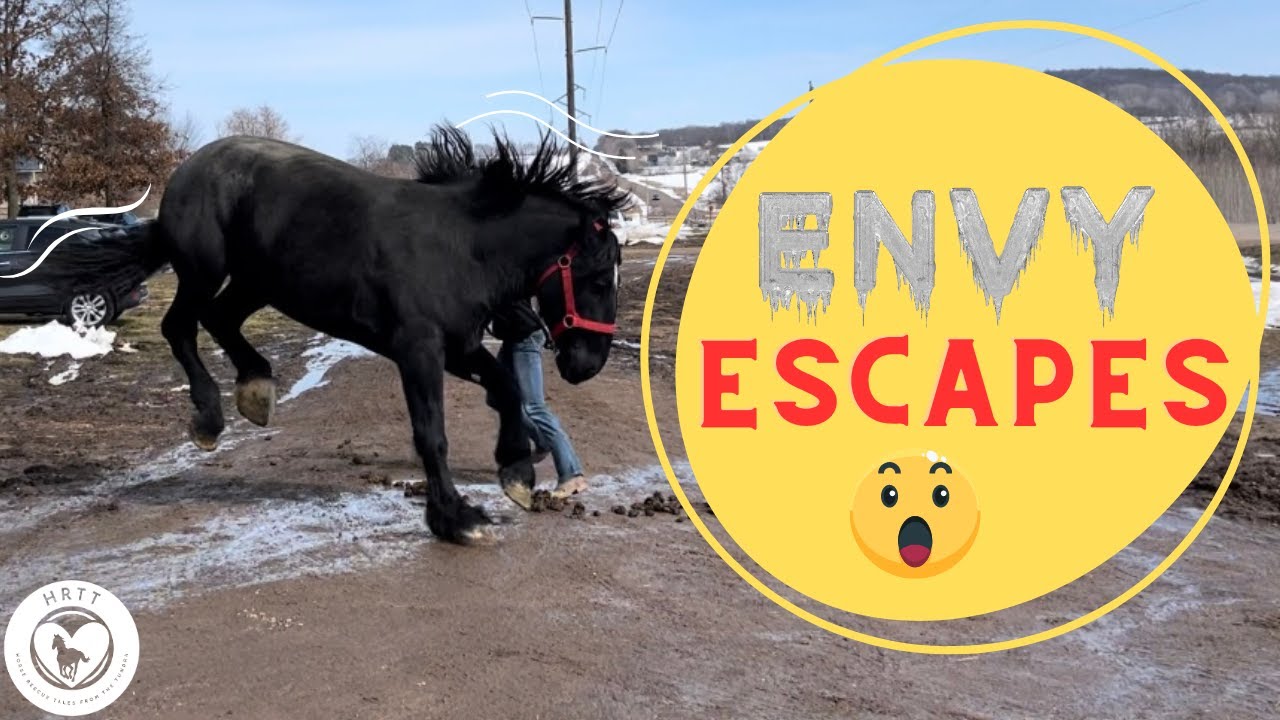 Horse Rescue Tales from the Tundra - S1 E14 - YouTube