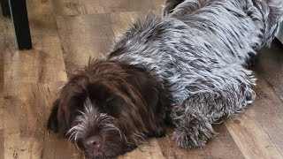 Wirehaired Pointing Griffon Opens Christmas Presents 2023 #toys #family #hunting #dogs