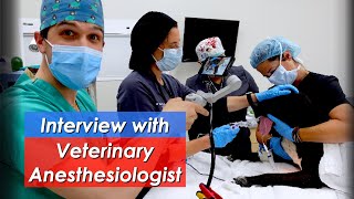 Interview with Veterinary Anesthesiologist! Featuring Dr. Margaret Wypart