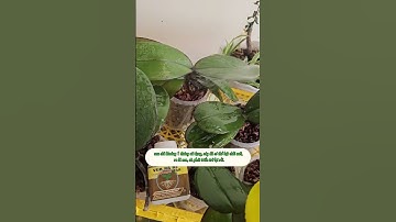 Cứu Cây Yếu, Vàng Lá, Kém Phát Triển Cực Dễ! 🌿