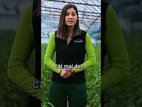 Video: Cel mai bun moment pentru a fertiliza ardeii – Aflați despre îngrășământul pentru plantele de ardei