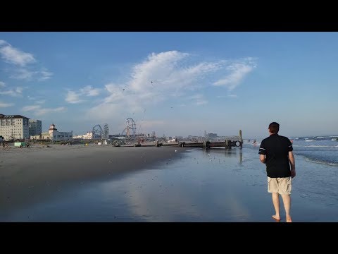Daring seagull eats live baby shark