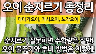 오이 품종별 순지르기 방법 총정리 - 순지르기 잘못하면 수확은 절반!(다다기오이 가시오이 노각오이) by 광닭이 28,142 views 2 weeks ago 12 minutes, 39 seconds