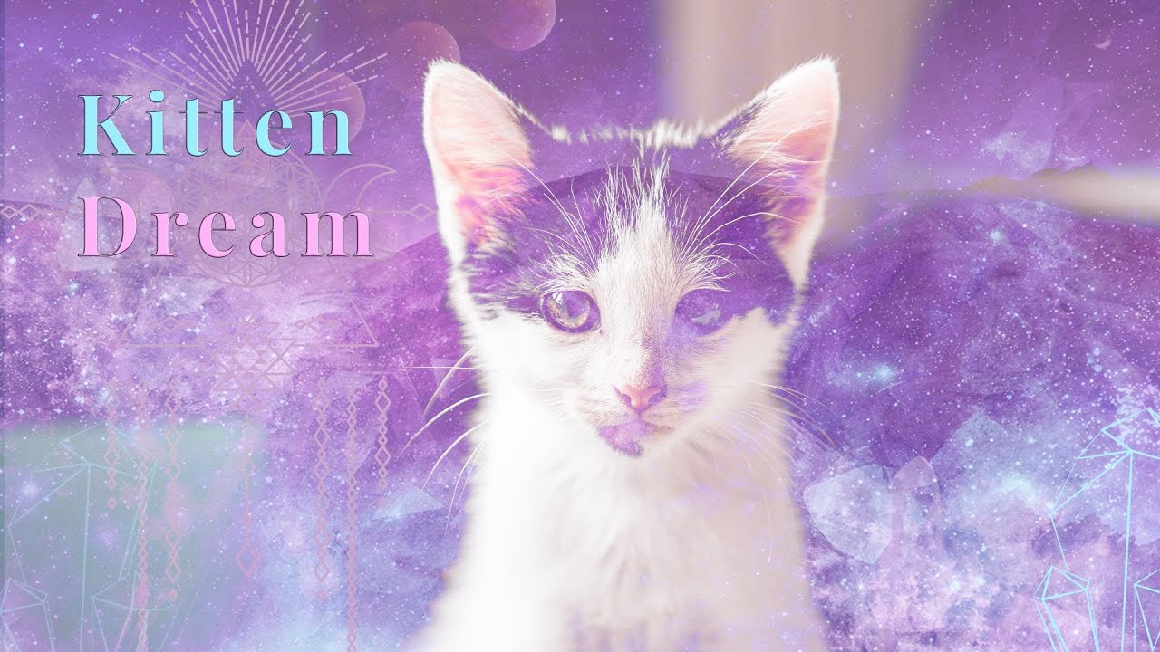 Dreams About KITTENS? 💗✨THIS MESSAGE IS SUPPOSED TO FIND YOU!! 💗✨ 🌈💝 |COLLAB WITH 