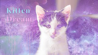 Dreams About KITTENS? 💗✨THIS MESSAGE IS SUPPOSED TO FIND YOU!! 💗✨ 🌈💝 |COLLAB WITH @Auntyflo  💗