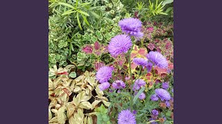 Menatap Langit Yang Kelabu