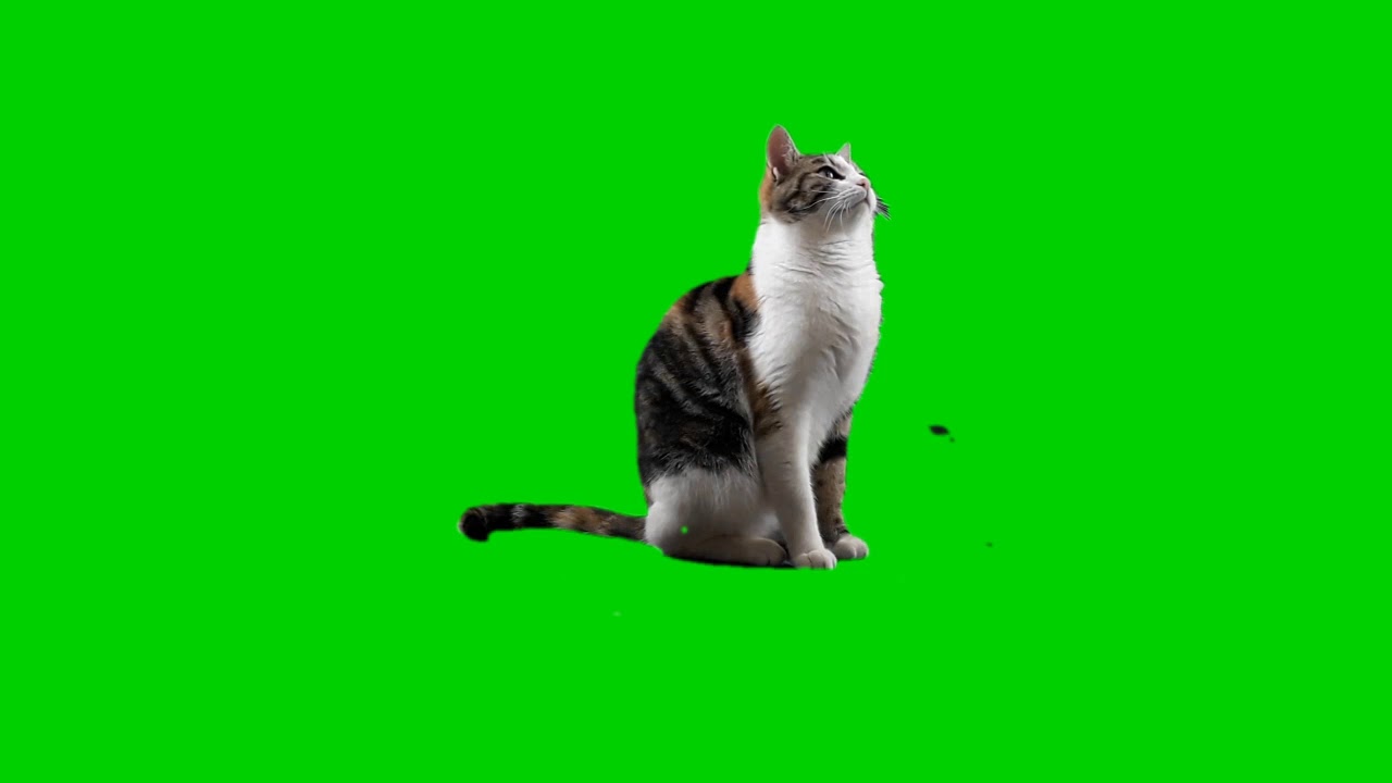 green screen cat - YouTube