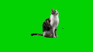 green screen cat