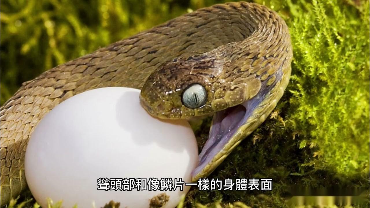 Африканская яичная змея. Африканская яйцевая змея. Яйца степной гадюки. Проглот с яйцами. Проглот с яйцами.