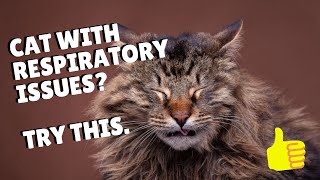 Cat Respiratory Infections  Easy Remedy | Two Crazy Cat Ladies