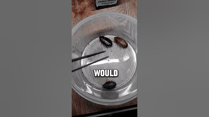 How to become a pro at feeding leopard geckos! #leopardgecko #gecko #exotic #pets
