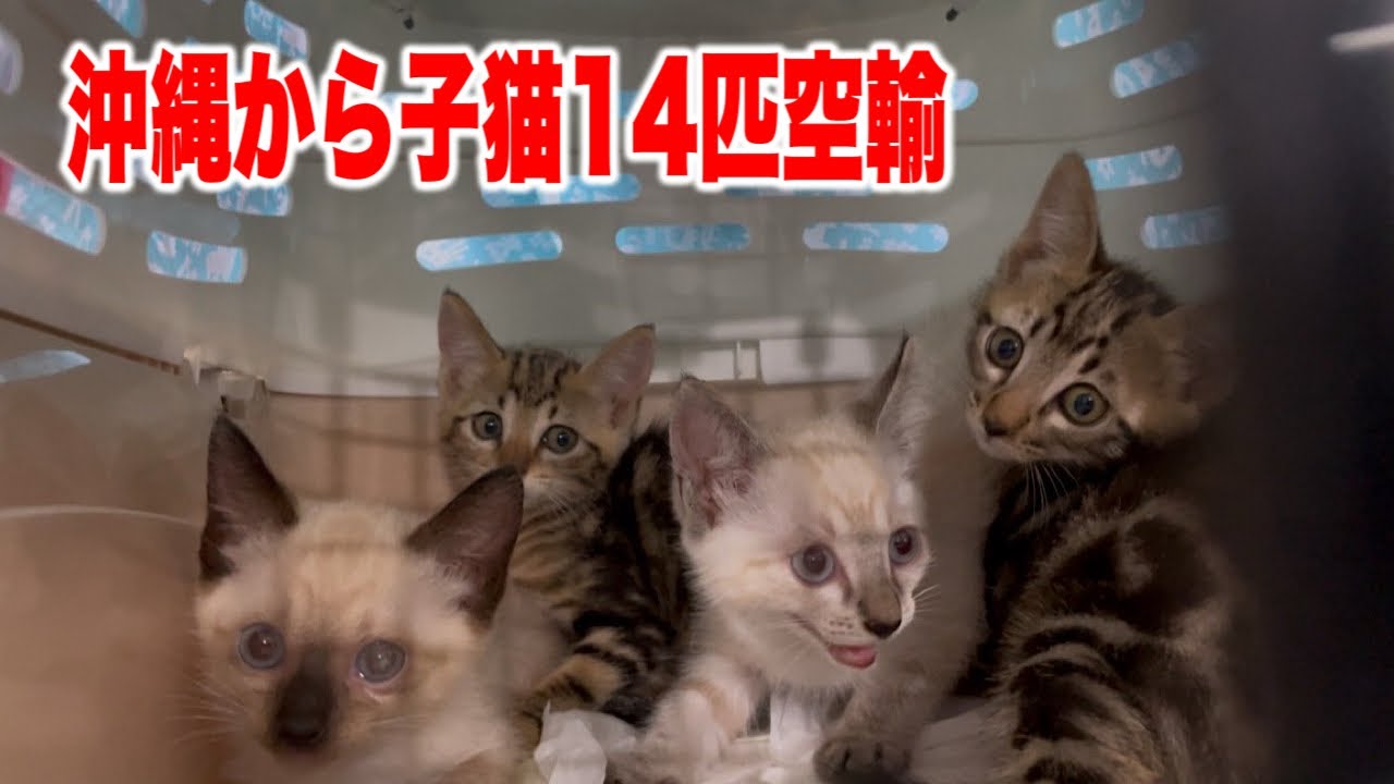 山の猫2。。 F3号キャンバス SEAL限定商品】 山の猫2。。 F3号