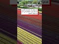 مزرعة زهور التوليب التي ظهرت في فيلم ويكيد تجمع آلاف الجنيهات الإسترلينية للأعمال الخيرية 