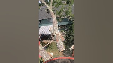 Too Close? I Say, Just Right. #treecuttingskills