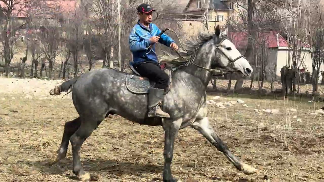 Ат сатылат тел:+996 506 241 180 ватсап:+996 505512320 Дареги Аксы  Бою:1,65+ см баасы 8,800 $ .