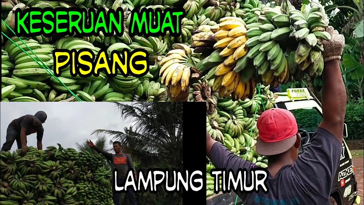 KESERUAN MUAT PISANG L300 OVER LOAD