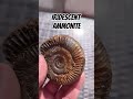 Iridescent ammonite #fossil #sea #nature #seacreature #dinosaur #northyorkshire