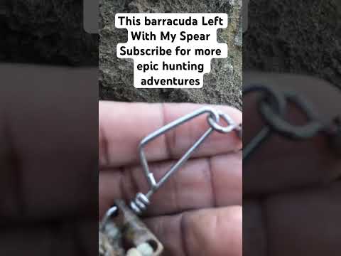 After Spearing This Barracuda It Left With My Spear #barracuda #viral #mustwatch #fishing #fish