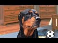 Funny Rottweiler Compilation NEW の動画、YouTube動画。