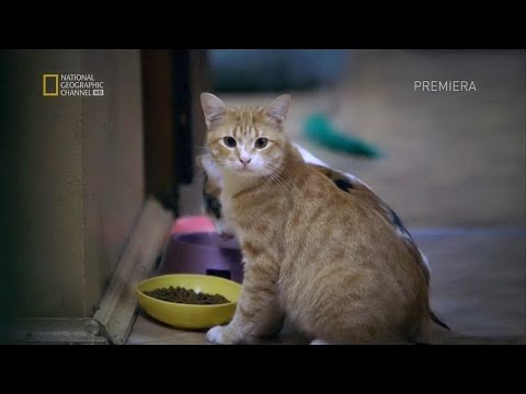 Эрмитажные коты!
