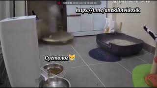 Суетолог😁 #юмор #шортс #shortvideo #приколы #прикол #смех #котейки #кот