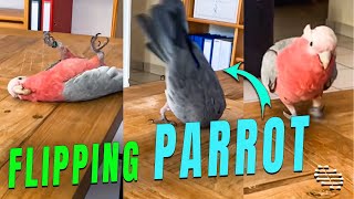 Parrot Flips Forward on the Table Multiple Times
