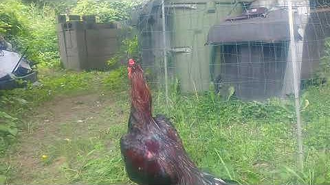 1 tug lau qaib kuv nyiam