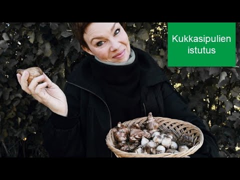 Video: Kukkivatko tulppaanisipulit?