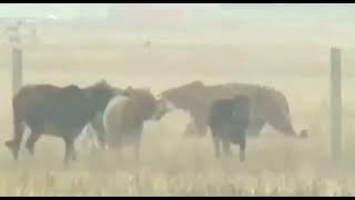 The huge Bengal Tiger walks through the village / arang national park Assam India