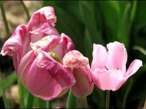 The Tulips Of Sherwood Gardens Baltimore Md Youtube