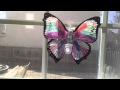 Dana's buterfly
