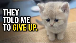 Given 2 Days to Live: A Mailed Kitten’s Unbelievable Transformation 🥺✨ #KittenRecovery screenshot 3