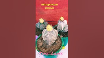 cactus Time-Lapse #shorts