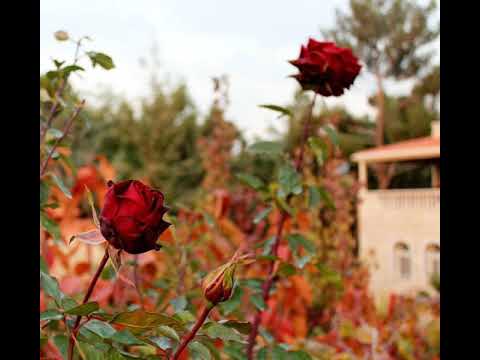 إلهنا إلهنا أجزل لنا عطاءنا القارئ الشيخ محمد الطوخي