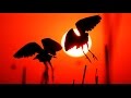 Птицы озера Аггель | Film Studio Aves