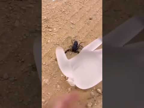 نیش زدن عقرب به دست انسان