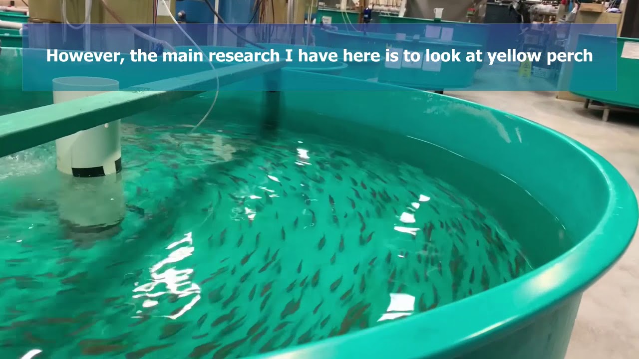 Feeding Yellow Perch YouTube