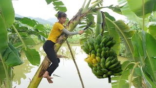 Full Video: Amazing Harvest Bananas, Dragon Fruit, Coconut, Fish Go To The Market Sell - Forest Farm