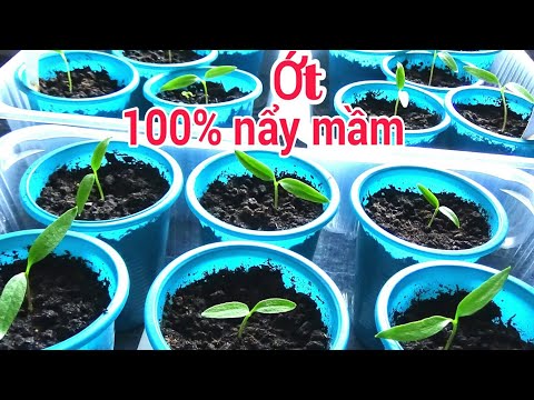 Video: Nảy mầm hạt ớt cay: Cách trồng hạt ớt cay