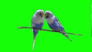 A nice pair of Love Birds in green screen