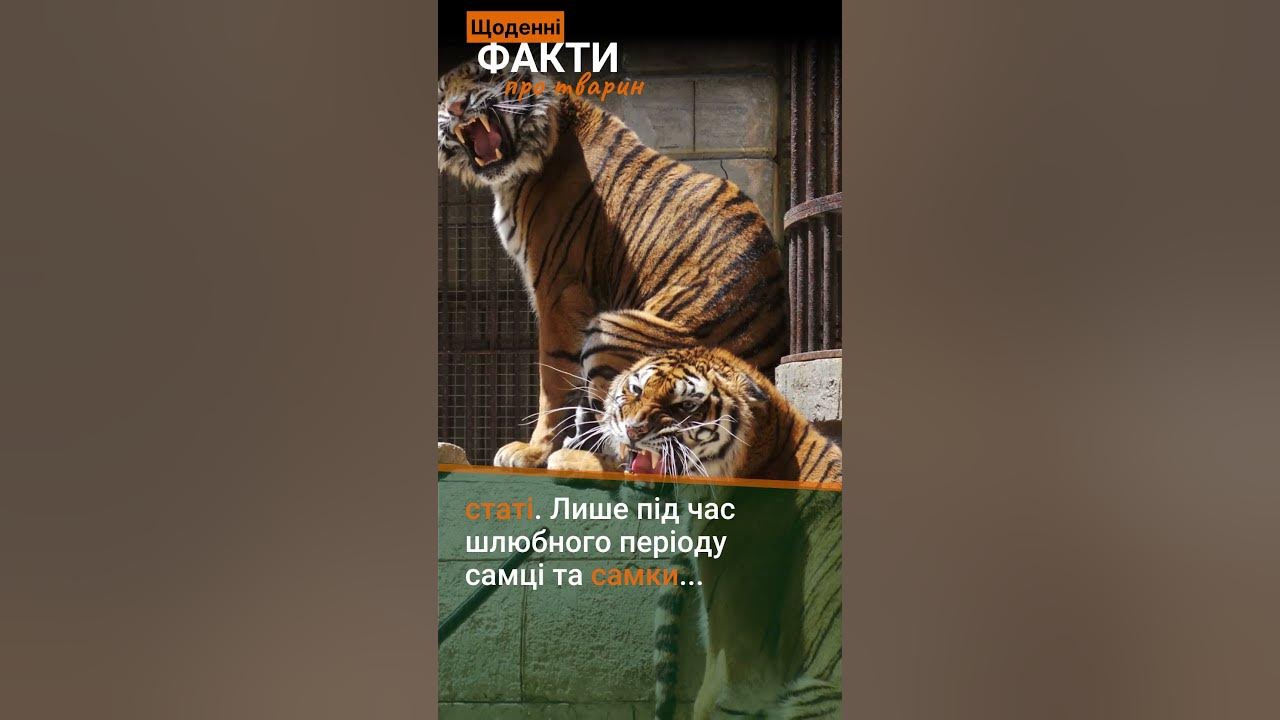Щоденні захоплюючі факти про тварин.Тигри - YouTube