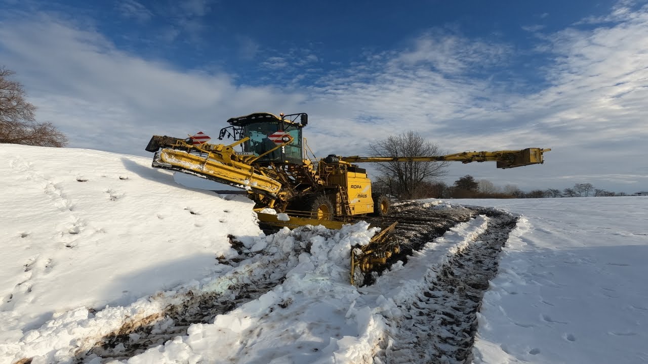 Zimowy odbiór buraków 2022 Ropa , scania , volvo  w akcji