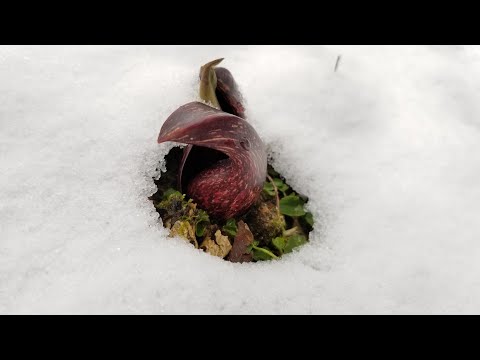Tumbuhan aneh yang membuat Salju Meleleh - Skunk Cabbage (Kubis Singung)