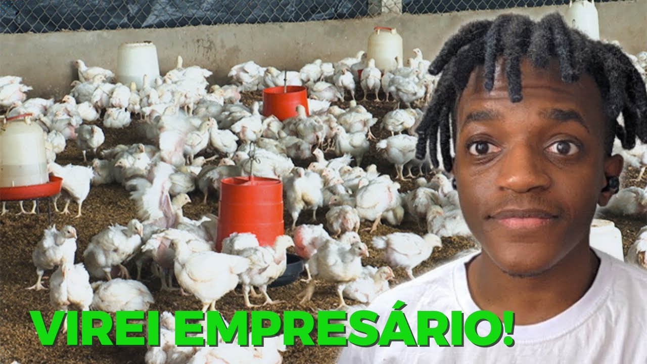 MEU PROJETO DE CRIAÇÃO DE FRANGOS DE CORTE EM MOÇAMBIQUE - ÁFRICA