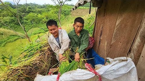 Sự béo đồi thông thu Hạt vàng lúa nương vất vả như thế nào. Nguyễn Tất Thắng