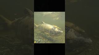 Salmon Migration A Magnificent Journey Of Life