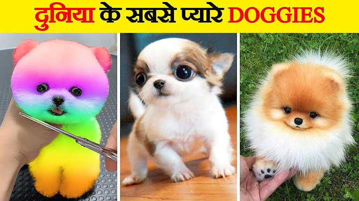 दुनिया के सबसे प्यारे कुत्ते | Cutest Dogs in the World | World’s Cutest Dog Breeds